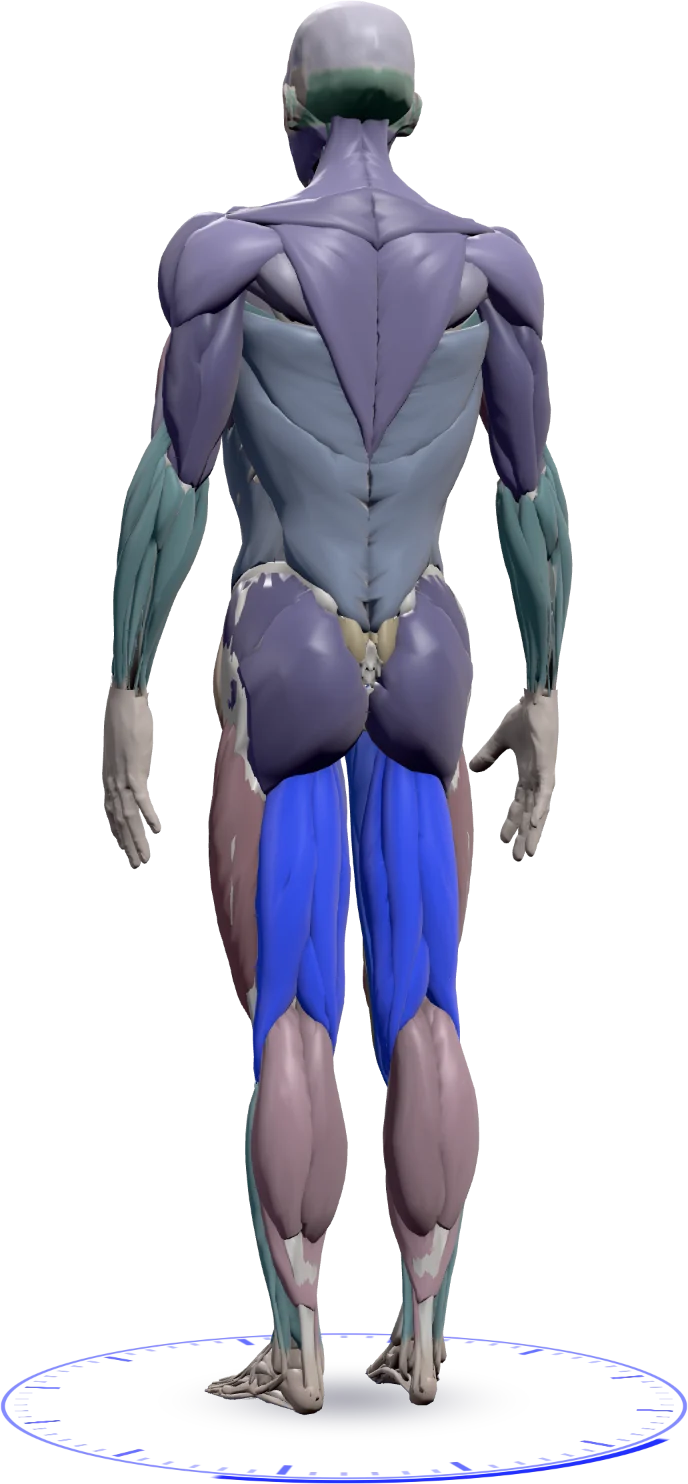 RANGE's 3D anatomy figure seen from behind, with a muscle group selected in blue.